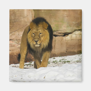 Lion Standing on Snow by Rocky Wall Magnet