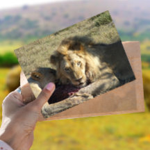 Lion Stare Postcard