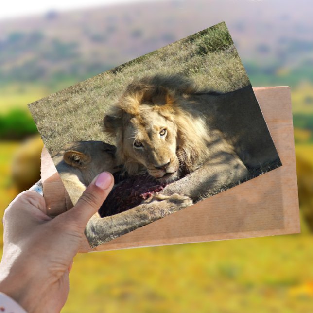 Lion Stare Postcard (Creator Uploaded)