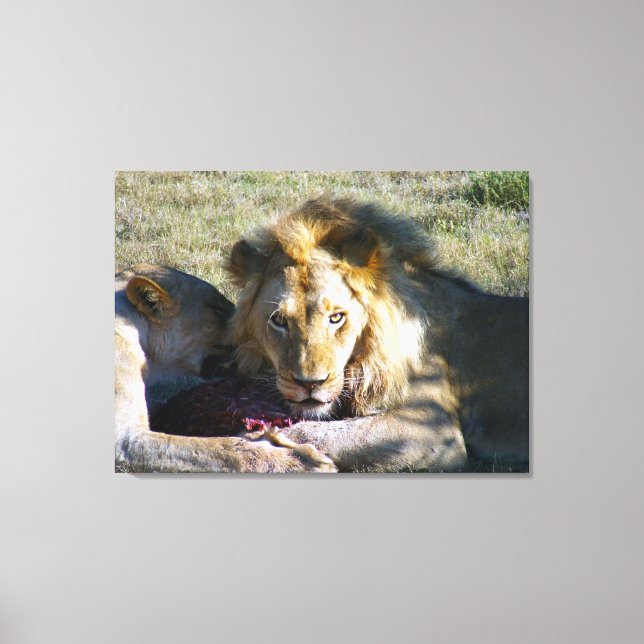 Lion Stare Stretched Canvas (Front)