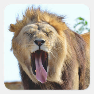 Lion sticking out its tongue square sticker