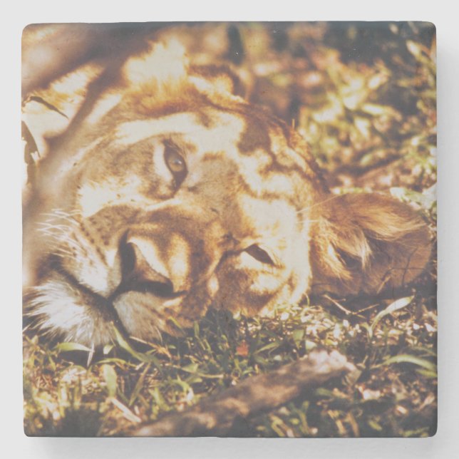 Lion waking up eyes on you wild life coaster (Front)