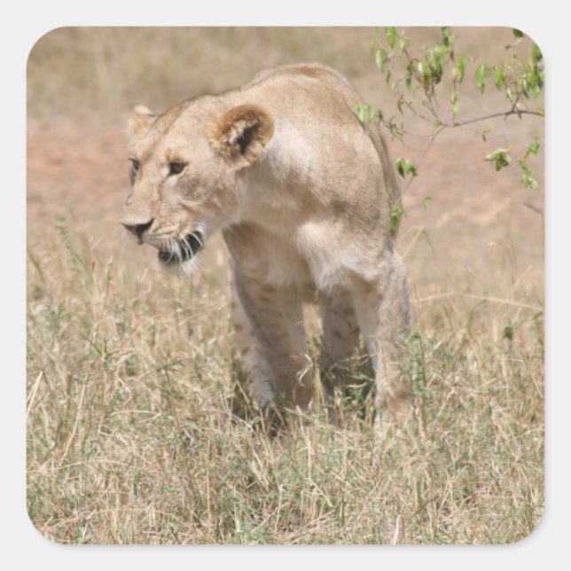 lion walk square sticker (Front)