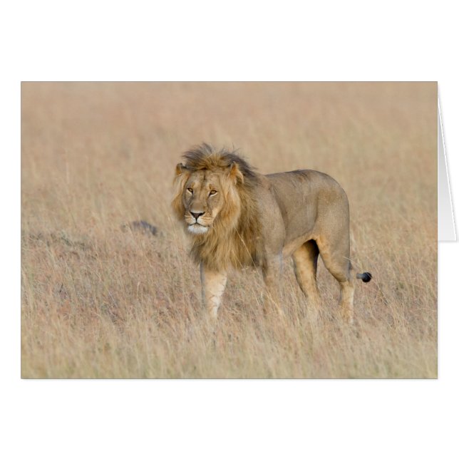 Lion walking (Front Horizontal)