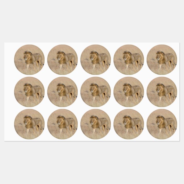 Lion walking (Sheet)