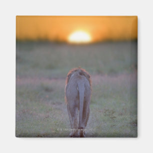 Lion walking magnet
