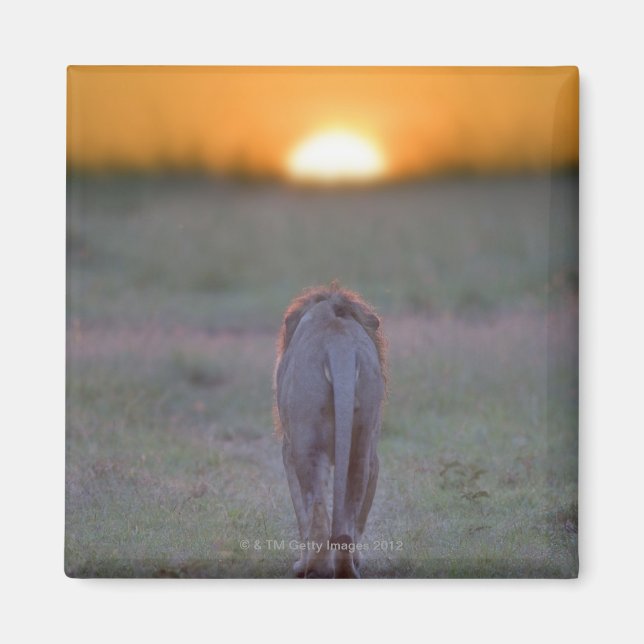 Lion walking magnet (Front)