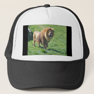 Lion walking on grass trucker hat