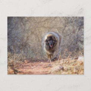 Lion walking postcard