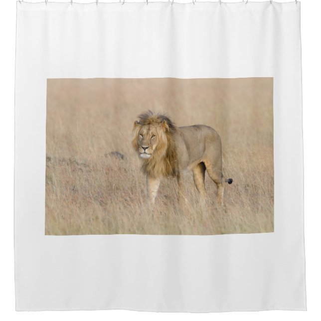 Lion walking shower curtain (Front)