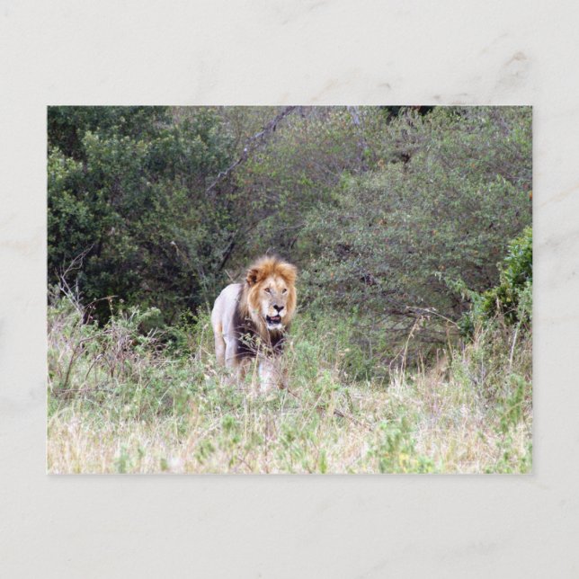 lion walks postcard (Front)
