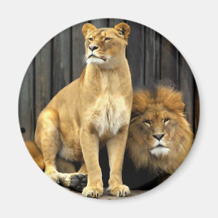 Lion - Why are you sitting on Me? Magnet