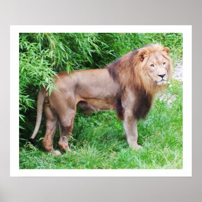 Lion wild life animal poster (Front)
