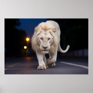 Lion Wildlife Animal On Street Outdoors Poster
