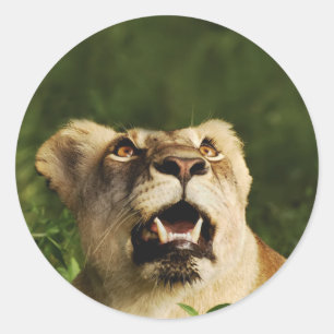Lion wildlife safari stickers