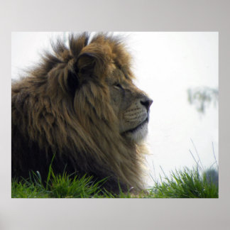 Lion with Beautiful Mane Poster