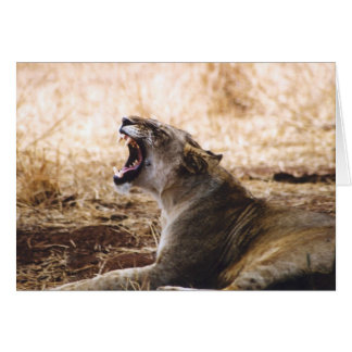 Lioness