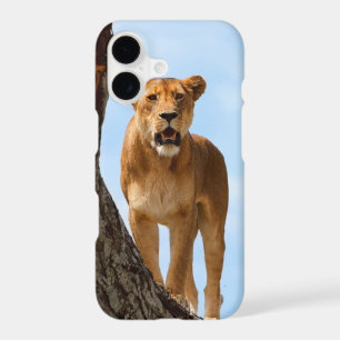 Lioness