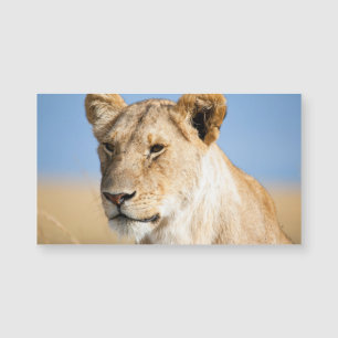 Lioness against blue sky
