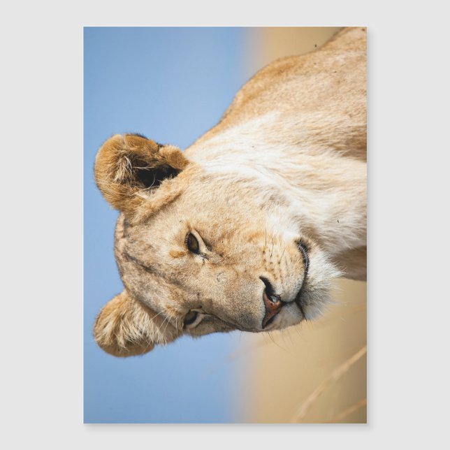 Lioness against blue sky (Front)