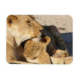 Lioness and Cub Resting Together Magnet