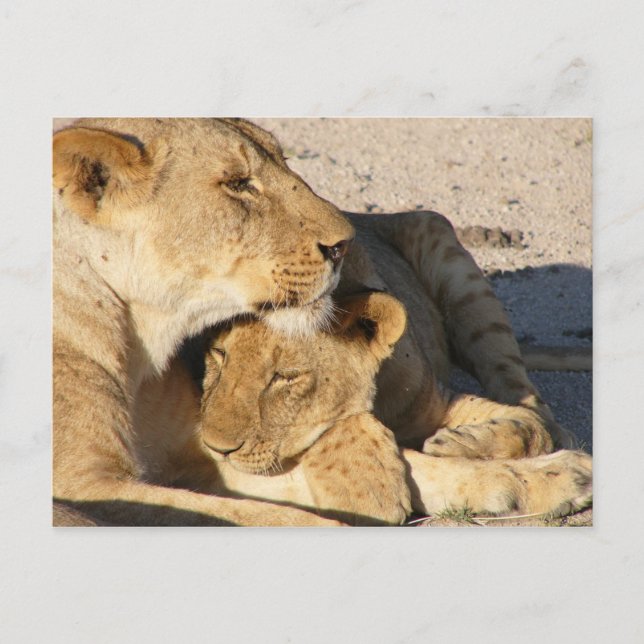 Lioness and Cub Resting Together Postcard (Front)