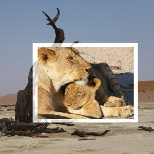 Lioness and Cub Resting Together Postcard