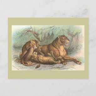 Lioness and Cubs, Felis leo Postcard