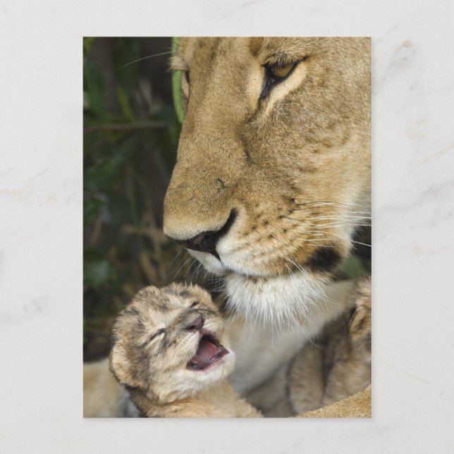 Lioness and Newborn Postcard (Front)