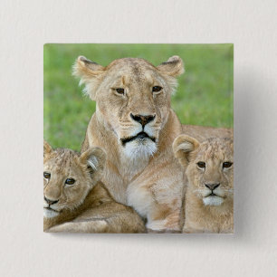 Lioness and Two Cubs, East Africa, Tanzania, 15 Cm Square Badge