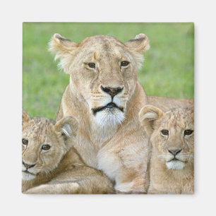 Lioness and Two Cubs, East Africa, Tanzania, Magnet
