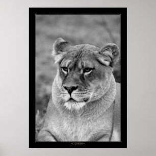 Lioness (BW Version) Poster