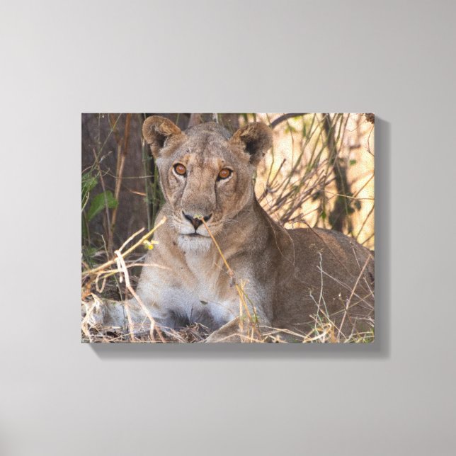 Lioness canvas print (Front)