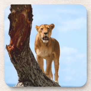 Lioness Coaster