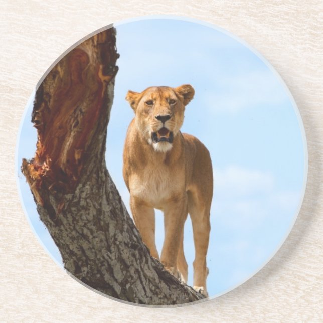 Lioness Coaster (Front)