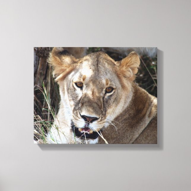lioness face canvas print (Front)
