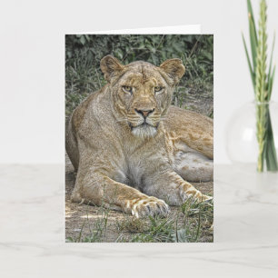 Lioness Greeting Card