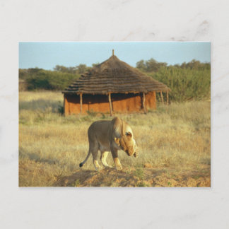 Lioness in Namibia Postcard