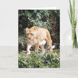 Lioness in Spring Card