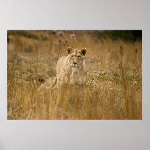LIONESS IN THE GRASS POSTER