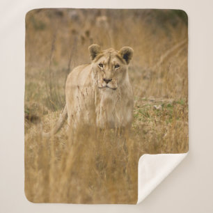 LIONESS IN THE GRASS SHERPA BLANKET