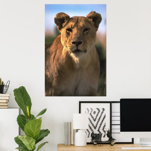 Lioness Lion Lovers Poster