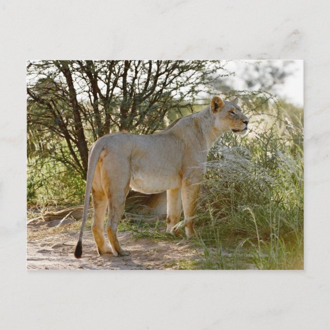 lioness lion, Panthera leo, Kgalagadi Postcard (Front)