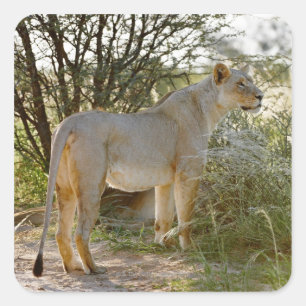 lioness lion, Panthera leo, Kgalagadi Square Sticker