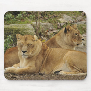 Lioness mouse pad