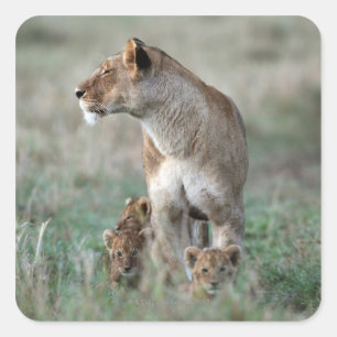 Lioness (Panthera leo) and cubs, Masai Mara Square Sticker