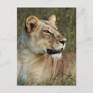 Lioness Panthera Leo photograph Postcard