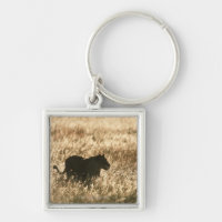 Lioness (Panthera leo) silhouetted in long grass