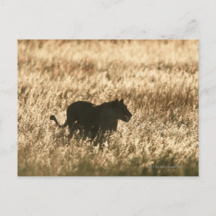 Lioness (Panthera leo) silhouetted in long grass Postcard