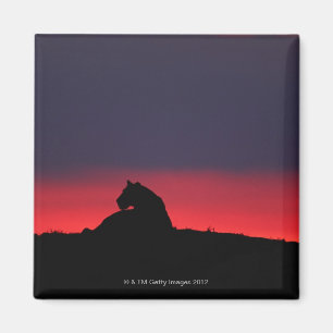 Lioness (Panthera leo) sitting, at sunset, Masai Magnet